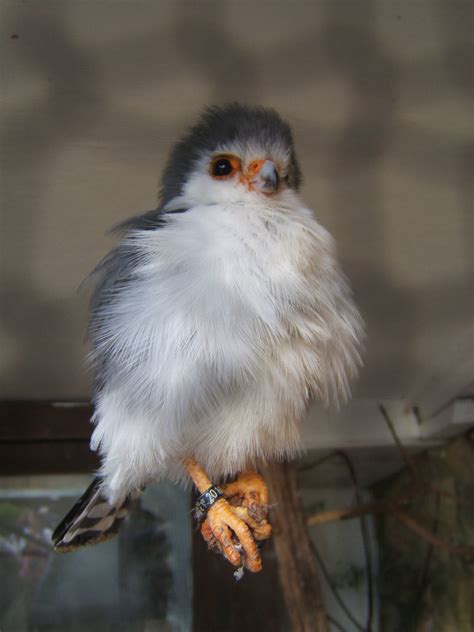 African Pygmy Falcon - ZooChat