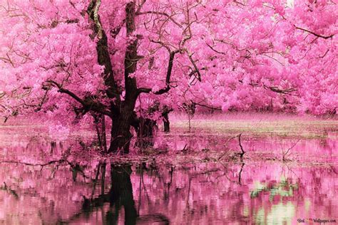 Pink Blossom Reflection HD wallpaper download