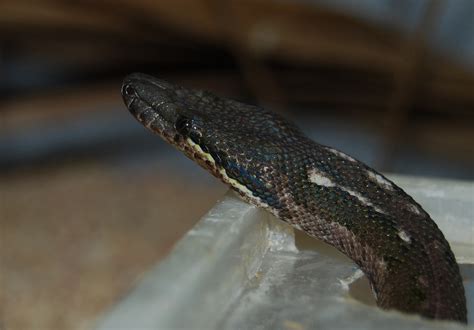 Reptile Facts - astronomy-to-zoology: Round Island Boa (Casarea...