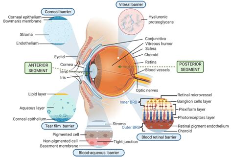 Physiological barriers in ocular drug delivery (created with BioRender ...