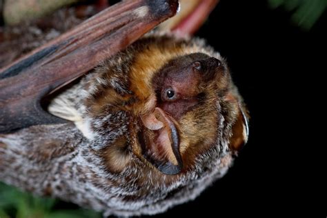 New Report Forecasts Alarming Loss of North America’s Hoary Bats - Bat Conservation International