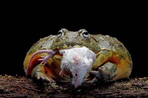 Premium Photo | African bullfrog eating white mouse african bullfrog on wood with black background