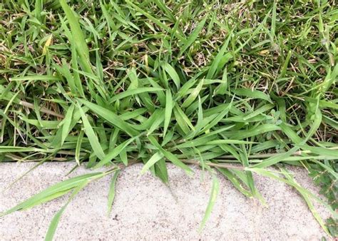 When Should You Apply Crabgrass Preventer? Before or After Rain? - Grow Your Yard