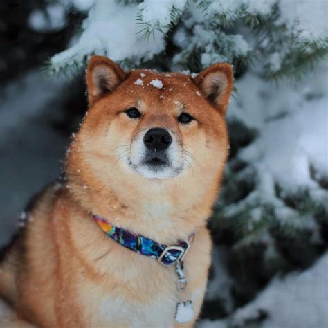 16 Facts About Raising and Training Shiba Inu Dogs - PetTime