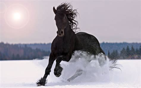 Selvaggio, Black Stallion | Horses in snow, Horses, Pretty horses