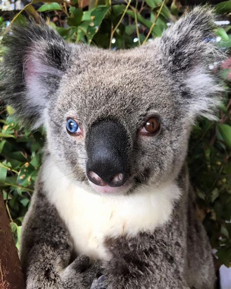 This Injured Koala Bear Has Eyes That Make Her Look Like David Bowie