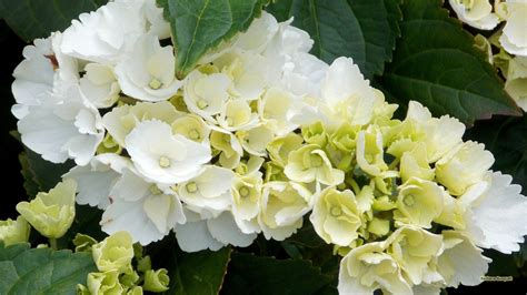 Hydrangea Wallpapers - Top Free Hydrangea Backgrounds - WallpaperAccess