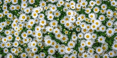 1824x2736px | free download | HD wallpaper: white daisy flowers, chamomile, field, flowerbed ...