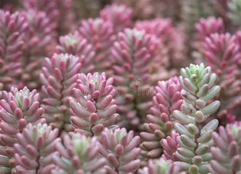 Closeup of Pink and Green Succulents Stock Photo - Image of green ...