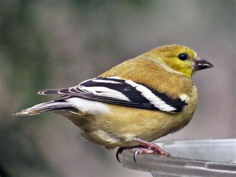 American Goldfinch | American Goldfinch female in Winter col… | Richard Griffin | Flickr