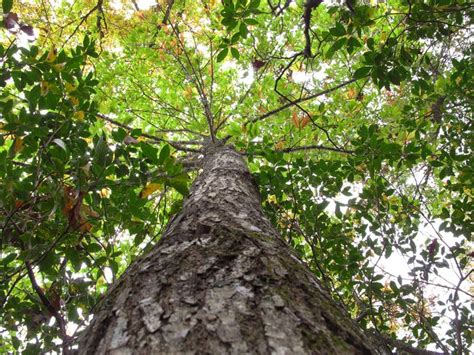 Restoring the American chestnut tree