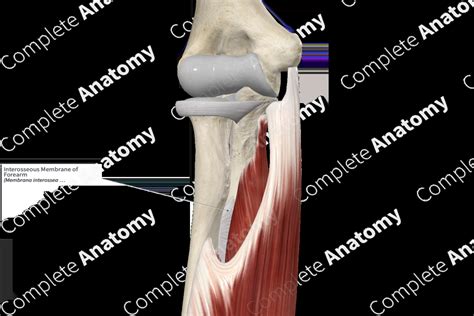 Interosseous Membrane of Forearm | Complete Anatomy