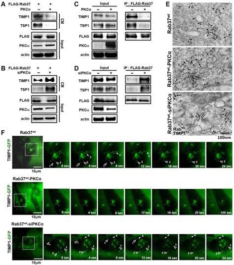 Phosphorylation of Rab37 by protein kinase C alpha inhibits the exocytosis function and ...