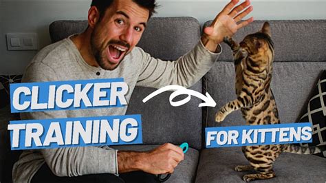 Start Clicker Training Your Cat - What to Teach and When to Start ...