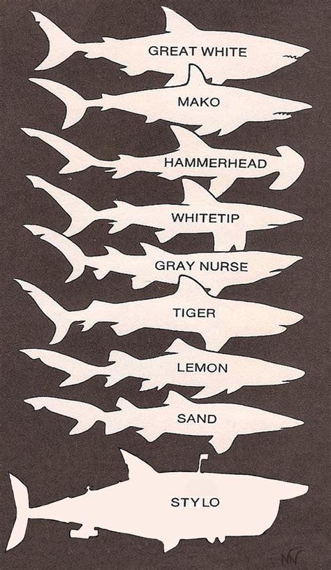 Shark Comparison Chart by NiccalsNightstalker on DeviantArt