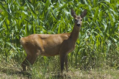 250 Deer corn Stock Pictures, Editorial Images and Stock Photos | Shutterstock