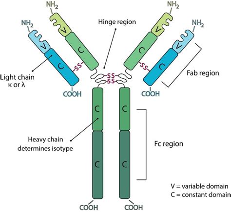 Antibody Structure | Bio X Cell