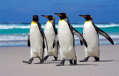 10 Incredible King Penguin Facts - IMP WORLD