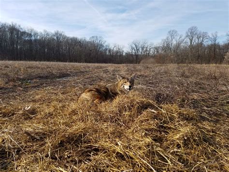 Winter Coyote Trapping:How to Remake a Hay Set [Video] | Coyote hunting, Coyote trapping, Coyote