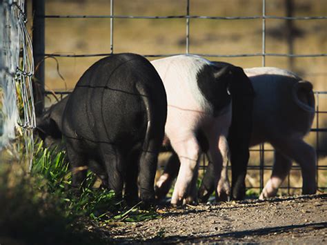 Happy Pig Farm - Southern Downs & Granite Belt