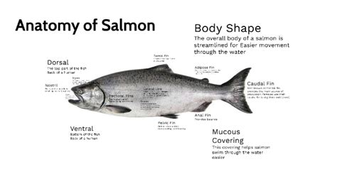 Anatomy of Salmon by Steven Ray on Prezi