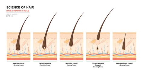 Understanding the Hair Growth Cycle - Toppik Blog – Toppik.com