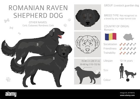 Romanian raven shepherd dog Stock Vector Images - Alamy