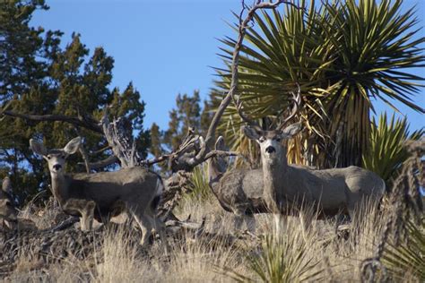 EFFECTS OF SPIKE 20P ON MULE DEER HABITAT - BORDERLANDS RESEARCH INSTITUTE