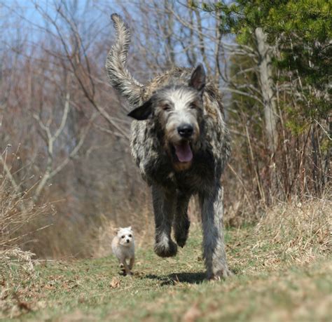 Running Irish Wolfhound dog photo and wallpaper. Beautiful Running Irish Wolfhound dog pictures