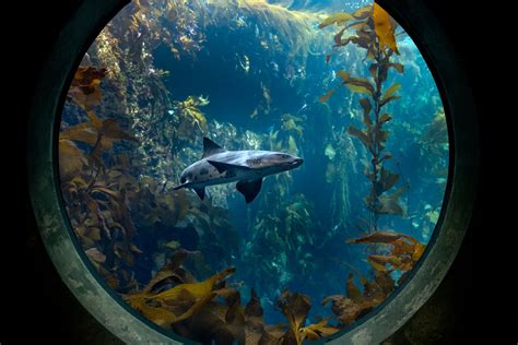 Virtual field trips bring the Aquarium to the students | Stories | Monterey Bay Aquarium