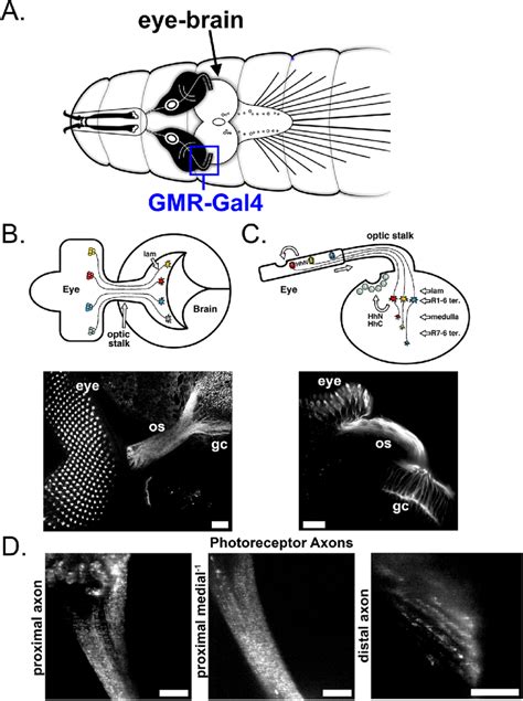 Anatomy and visualization of Hh in larval Drosophila melanogaster ...