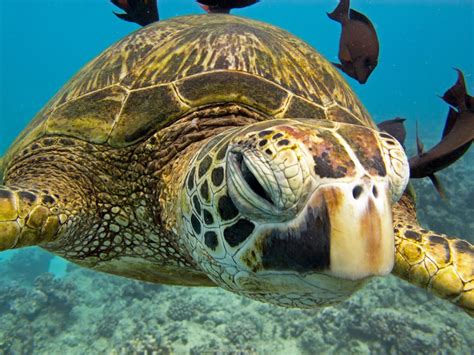 The green turtle is one of the largest sea turtles and the only ...