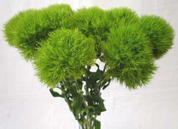 Green Dianthus - Toronto Bulk Flowers Markham Onario Canada