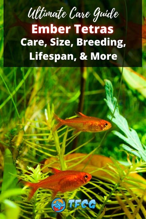 ‌Ember Tetra - Care, Size, Breeding, Lifespan, & More | TFCG