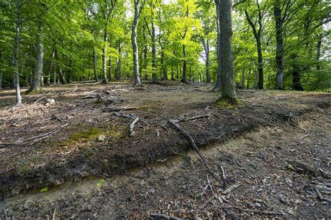 Postdoctoral position on microbial ecology of forest soils - MedForest