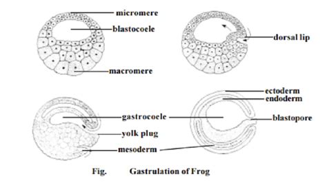 Gastrulation in frog embryo