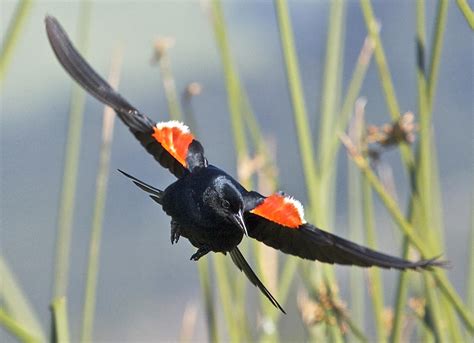 Developing Genomic Resources to Inform Conservation and Management of the Tricolored Blackbird ...