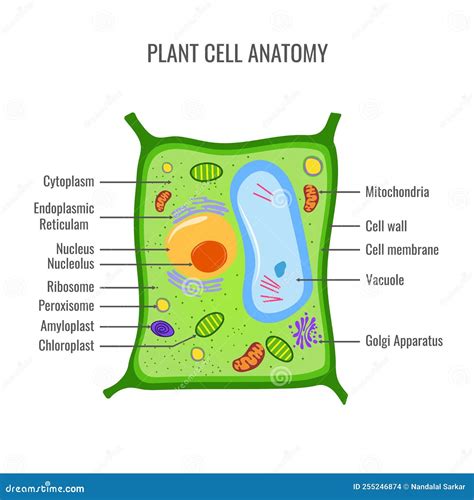 Plant Cell Anatomy Vector Illustration Stock Vector - Illustration of ...