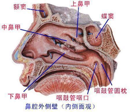 鼻子的解剖和生理作用,鼻部整形-8682赴韩整形网