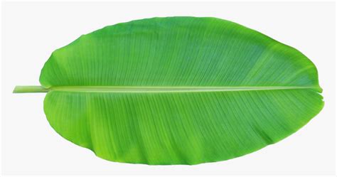 Banana Leaves Png - Banana Leaf Clip Art, Transparent Png , Transparent Png Image - PNGitem