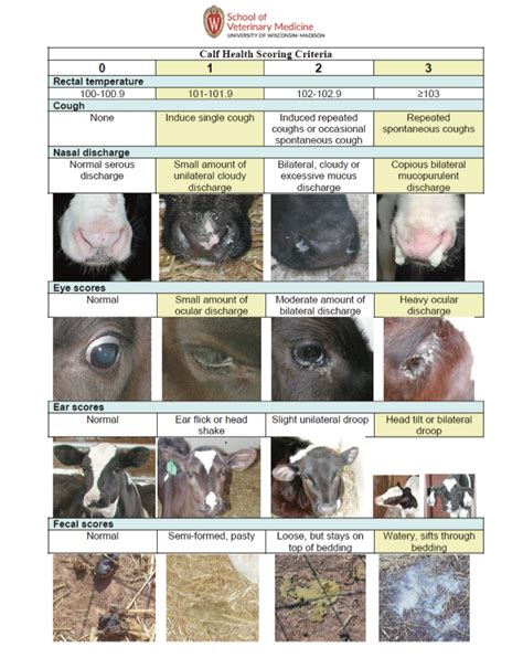 Calf Health Basics | UGA Cooperative Extension