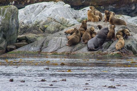 Wildlife in Patagonia: All You Need to Know