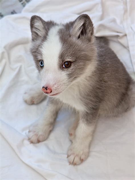 New Arctic Fox Pups Arrive at Aquarium of the Pacific - ZooBorns