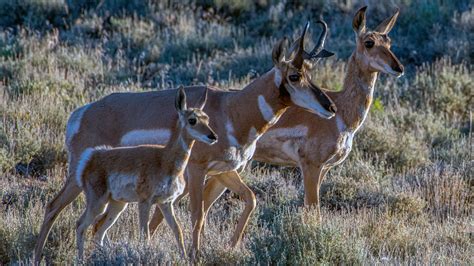 Wildlife of the Owyhee Canyonlands