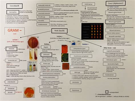 Gram Negative Bacteria Examples / Gram Positive Vs Gram Negative Bacteria: 20 Differences ...