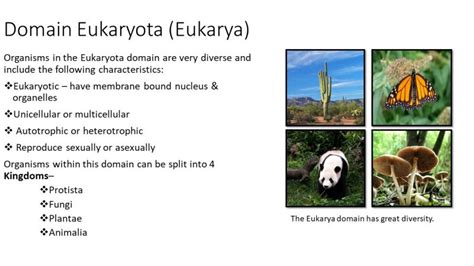 Eukarya Examples