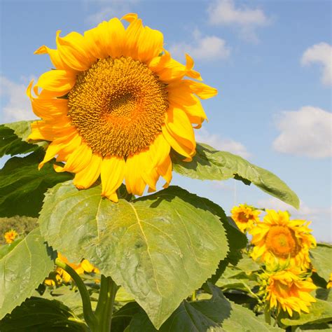 Organic Mongolian Giant Sunflower (Helianthus annuus) - Annie's ...