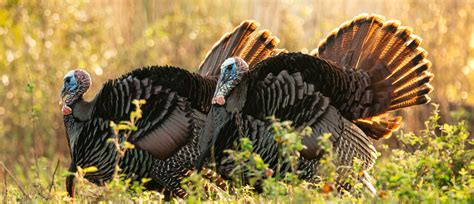 The NWTF South Carolina State Chapter Allocates $197,415 to Healthy ...