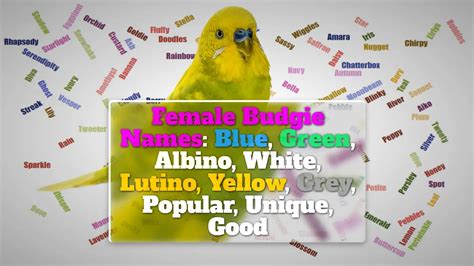 Female Budgie Names: Blue, Green, Albino, Lutino, Yellow, White, Grey, Popular, Unique, Good