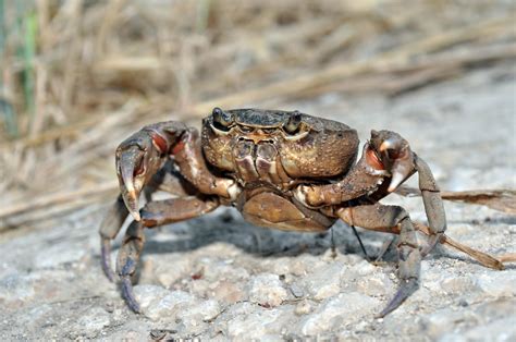 Maltese Nature: The Maltese freshwater crab – an endangered species